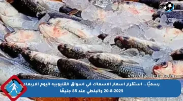 رسميًا.. استقرار أسعار الأسماك في أسواق القليوبية اليوم الأربعاء 20-8-2025 والبلطي عند 85 جنيهًا